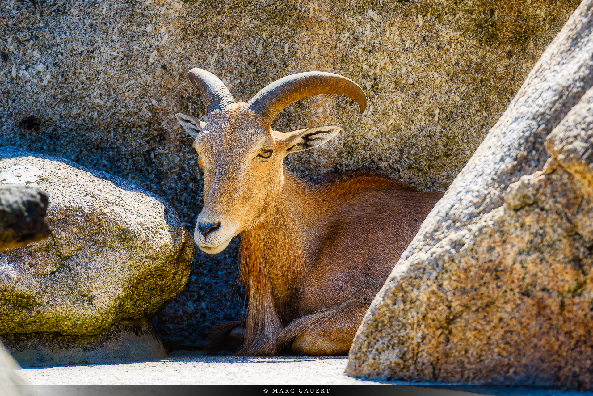  MGP5415 Copyright HD inkl. Copyright